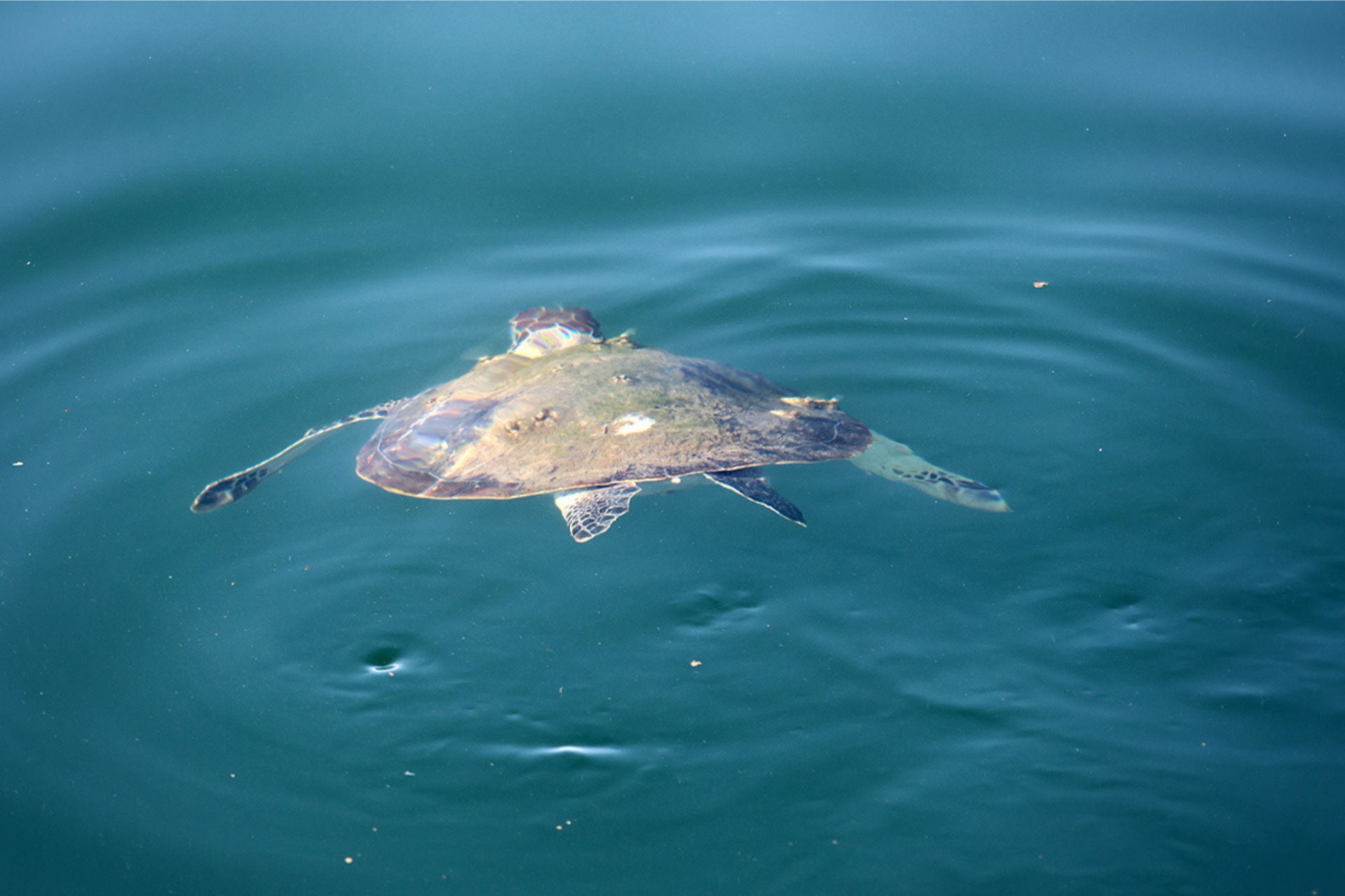 tartaruga