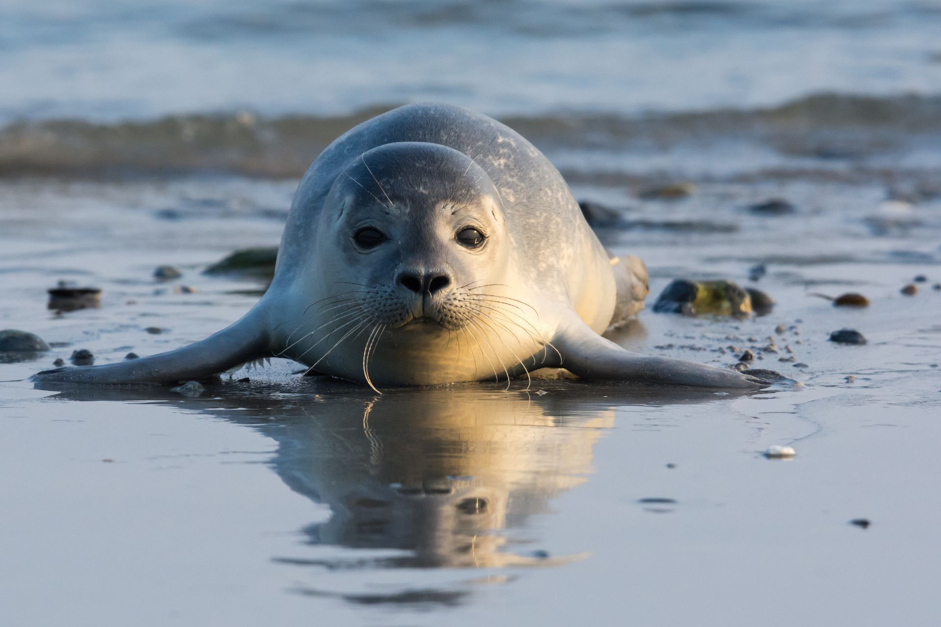seal